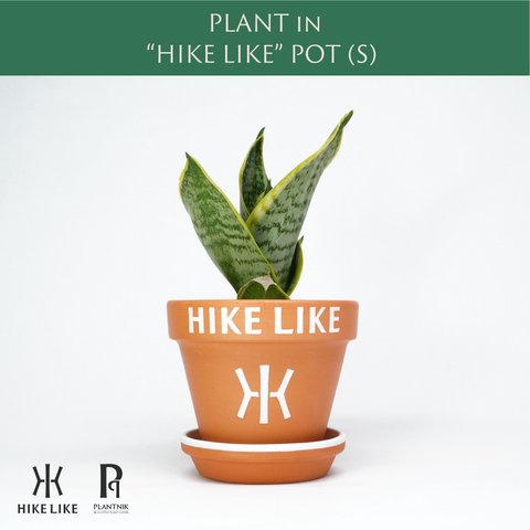 サンセベリア（S）in “HIKE LIKE”  POT