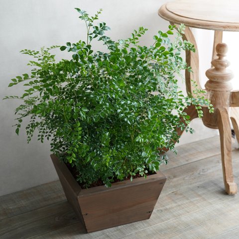 シマトネリコ　ウッドプランター植え　観葉植物 やや大きめサイズ　屋内　屋外