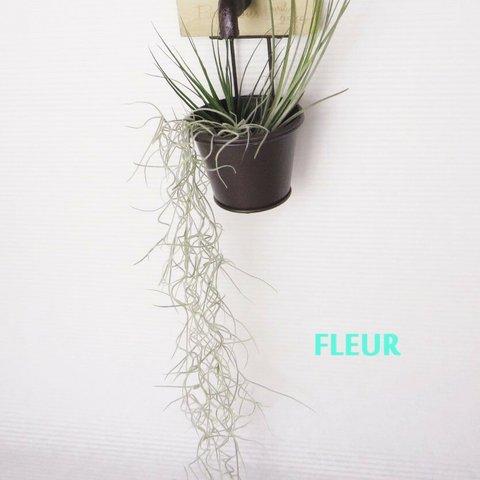 ★壁掛けエアープランツ ″ FLEUR ″ ★ 