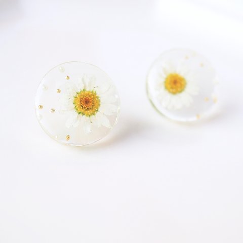 【 Daisy】 Circle