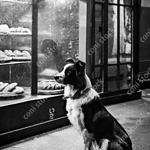 パン屋の前の犬、レトロ、モノクロ、アート、古びた写真　conistock_78353