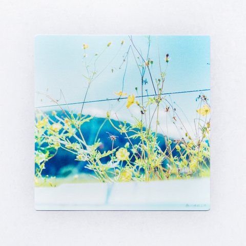 コスモス 3枚セット（野花のしかくいポストカード）秋桜・写真・正方形・メッセージカード