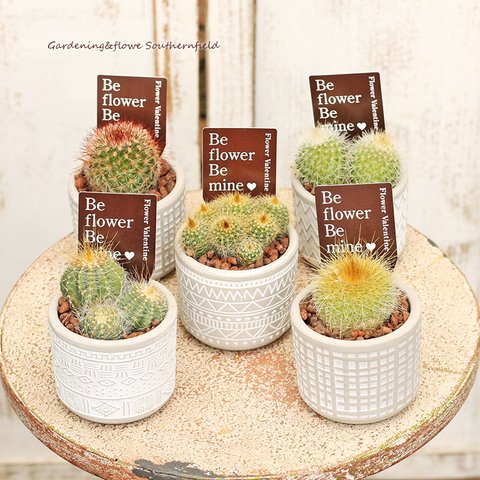 🌵サボテン 多肉植物 おしゃれ陶器鉢 2.5号 ギフト バレンタイン プレゼント かわいい インドアプランツ🌵