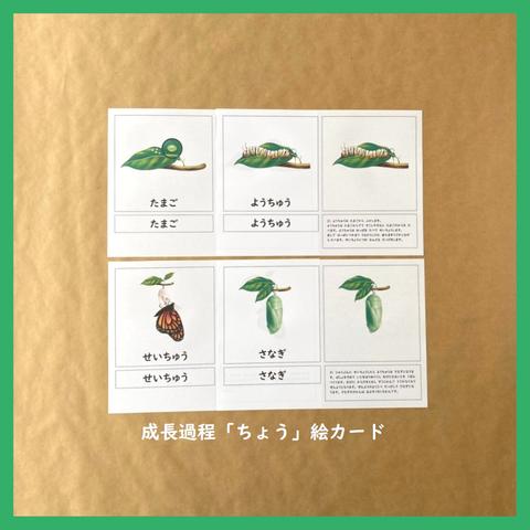 ちょうのライフサイクルの絵カード★モンテッソーリの文化教育