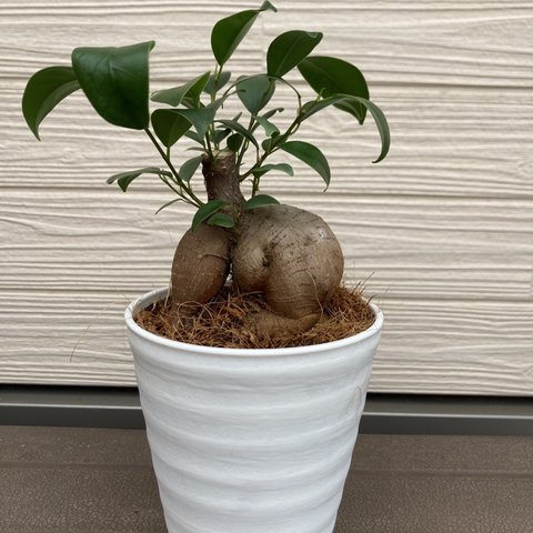 ガジュマル　開運☆観葉植物☆