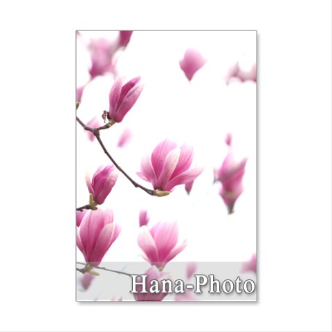1229)　春の木の花（木蓮、桜、ロドレイヤ）     ポストカード5枚組　