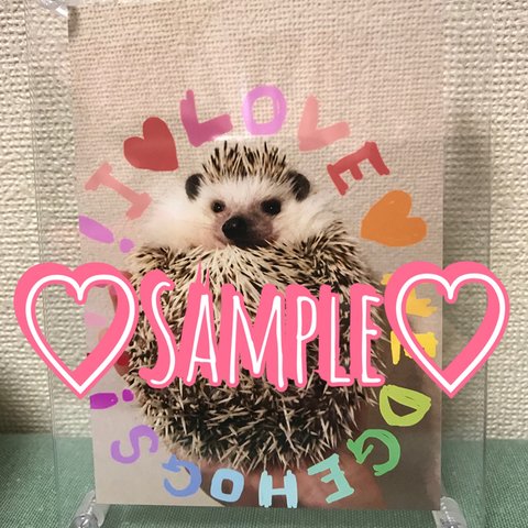 I♡love♡Hedgehogs!!!ハリネズミ大好きフォト♡