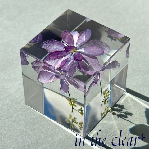 植物標本　額紫陽花　薄紫　レジン　４センチキューブ
