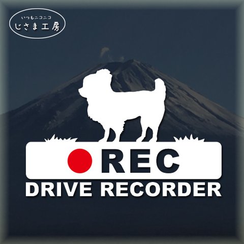 ロングコートチワワ犬の白色シルエットステッカー‼後方注意‼『DRIVE　RECORDER』