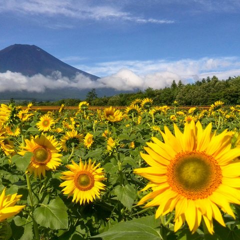 世界遺産 富士山 ひまわり畑 写真 A4又は2L版 額付き