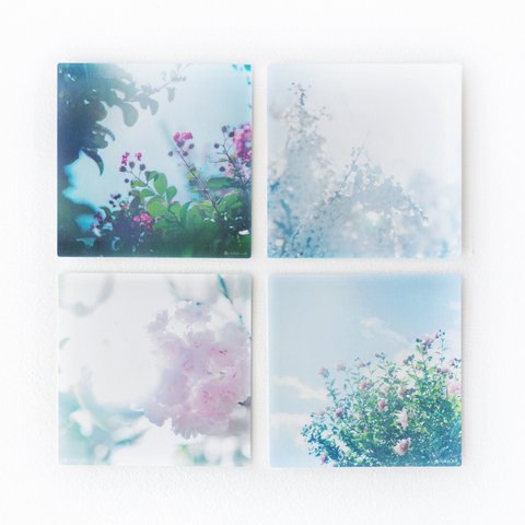 野花のしかくいポストカード - 選べる4枚セット（桜・サルスベリ・ムクゲ・ユキヤナギ）｜サクラ・さくら・百日紅・写真・正方形