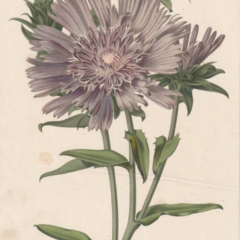 フランスアンティーク 博物画 植物画『Stokesia　cyanea』 多色刷り石版画　ボタニカルアート