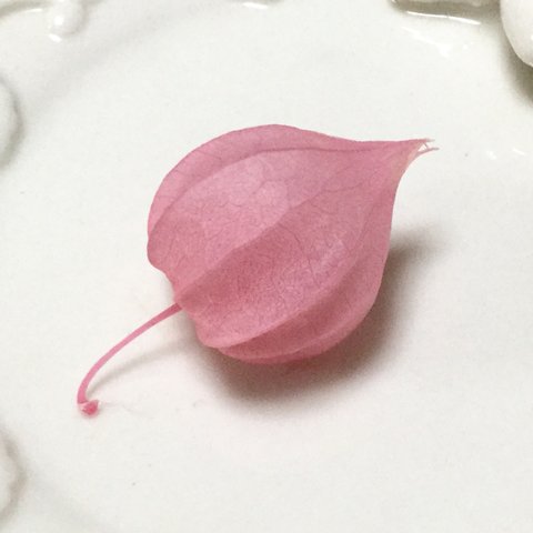 希少素材　ほおずき　ピンク　１個　キャンドル・ハーバリウム封入