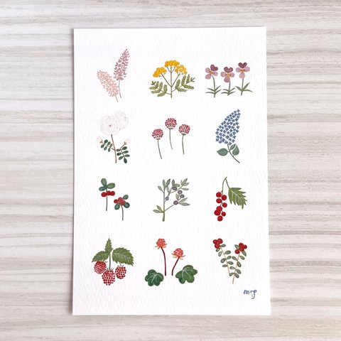(小) 「フィンランドの花とベリー」 ポストカード2枚セット　絵ハガキ　かわいい　癒し　インテリア　おしゃれ　北欧　フィンランド　花　ベリー　フラワー