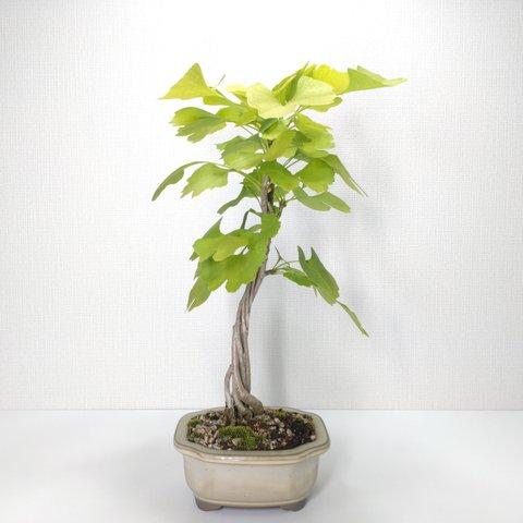 銀杏（イチョウ）盆栽 G006