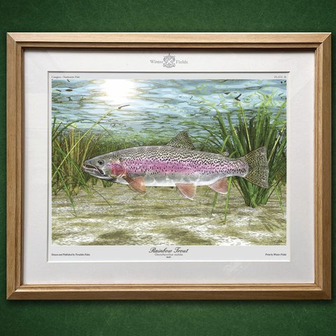 レインボートラウト《Category : Freshwater Fish/PLATE. III》ネイチャーアート