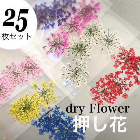 ❁﻿ネイル 押し花 ドライフラワー かすみ草  セット レース 小花 レジン 埋め込み