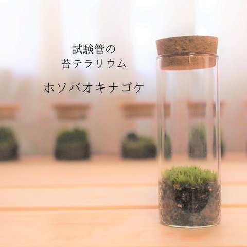 試験管の苔テラリウム　ホソバオキナゴケ