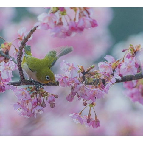 ポストカード５枚セット　桜とメジロ