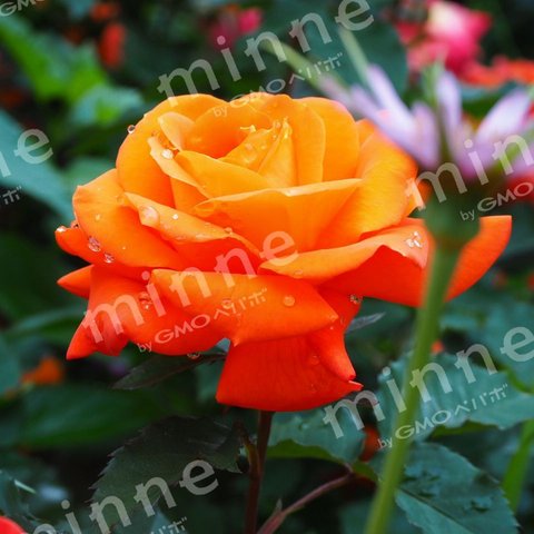 rose_orange