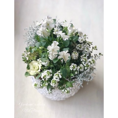Frilly White 𓂃𓈒𓏸冬の白い寄せ植え𓂃𓈒𓏸②