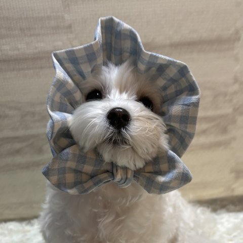 犬の　ぼうしみたいなスヌード👒チェックのみずいろ🩵