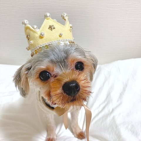 ＜特集掲載商品＞kira kira crown ⭐︎ 大切なペットのお誕生日や記念日に♪／犬用アクセサリー　クラウン　王冠／猫ちゃんにも♪