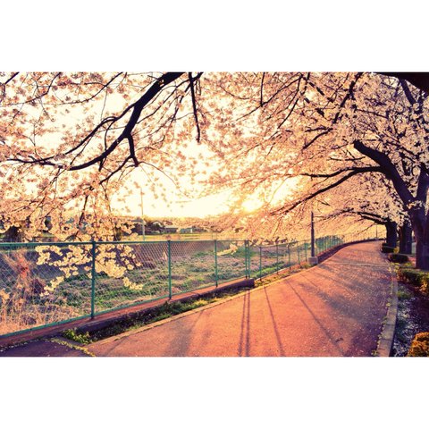 【写真のある部屋】桜並木を照らす朝　☆ポストカードサイズ