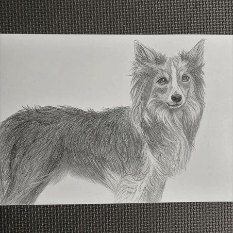 犬の鉛筆画