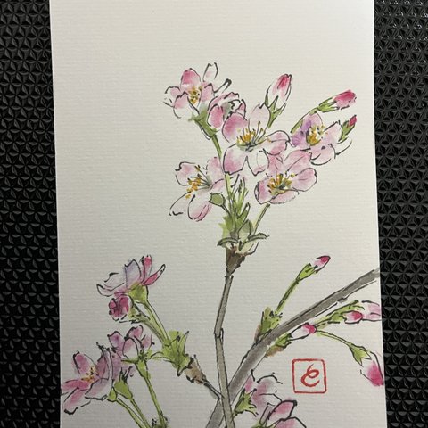 絵手紙』季節の植物（桜①）