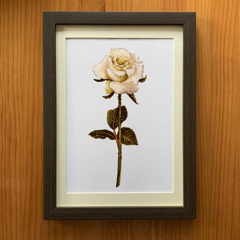 アートポスター【レトロな薔薇　01】A4サイズ複製画