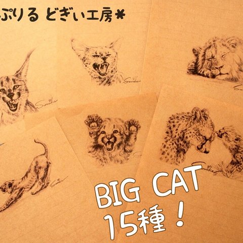 【ミニレター】BIG CAT 鉛筆画シリーズ 15種30枚入