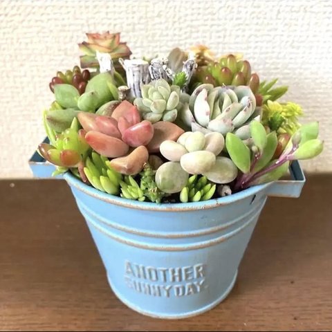 多肉植物　寄せ植え　アレンジ　おうちプレゼント　バスケット型　取っ手付き