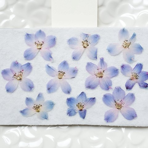 ☆押し花☆　デルフィニウム　紫　染色　10枚　レジン　スマホケース　封入　着色　素材　花材