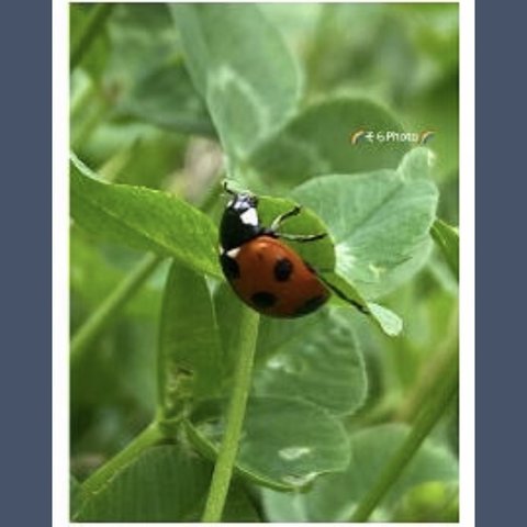 てんとう虫:8  ポストカード　( てんとう虫🐞)