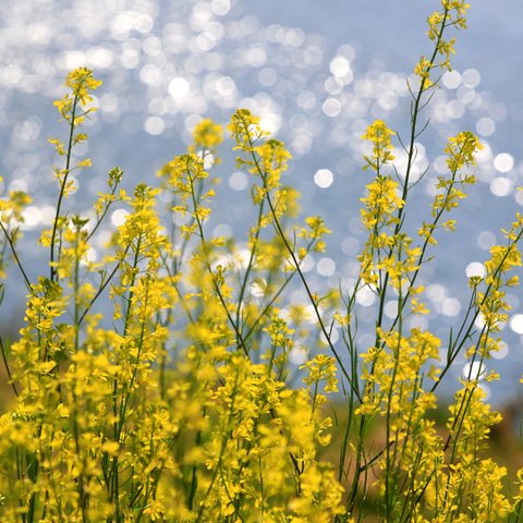 菜の花