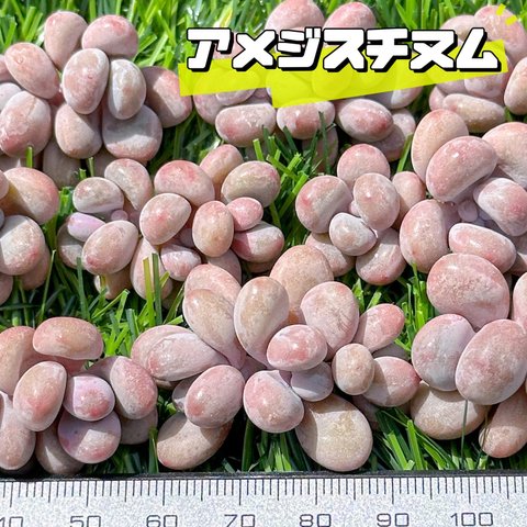 新入荷 大人気 多肉植物 エケベリア アメジスチヌム 超美苗 レア種