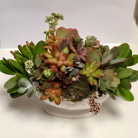 新品陶器ネルソルで固まってる寄せ植え♡多肉植物♡可愛い