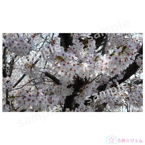 PC壁紙　桜《sakura-001》（JPGファイル）