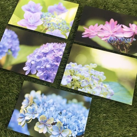 紫陽花ポストカード5枚セット