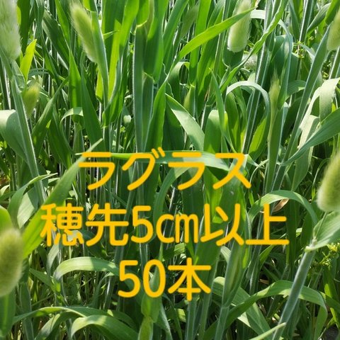 ラグラス2022年収穫50本