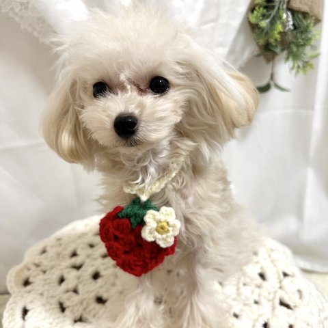 いちごのペンダント🍓ペット用（犬・猫）XS〜Ｍサイズ18〜38㎝　苺大好き