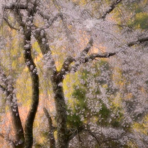 Ａ4　写真　プリント　しだれ桜