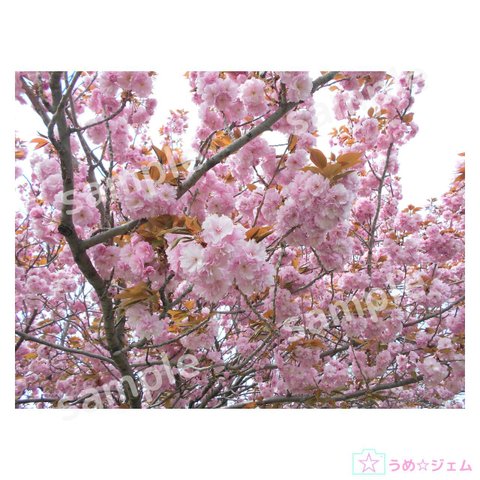 八重桜《sakura-004》　5152×3864（PNGファイル）