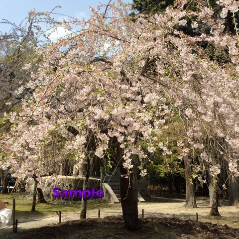 64 醍醐寺の桜