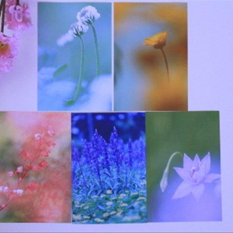 ふんわり花の季節　カード１
