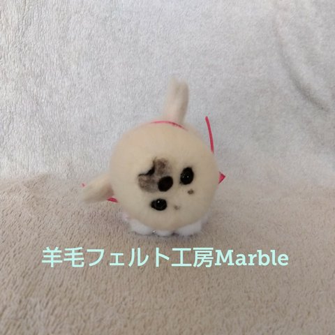 ゴマフアザラシの赤ちゃん 