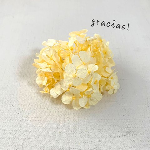 Gracias! あじさい・ソフトイエロー【 プリザーブドフラワー】グラシアスあじさい〈アジサイ　紫陽花〉