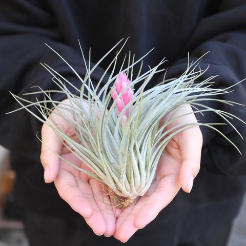 チランジア　【コットンキャンディー】　エアプランツ　エアープランツ　ストリクタ　Tillandsia　多肉植物