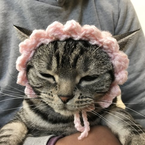 猫用帽子 桜